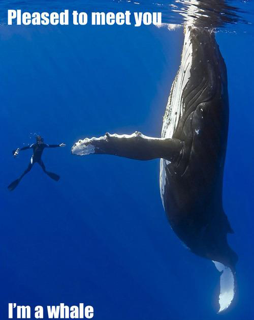 Pleased-To-Meet-You im a whale